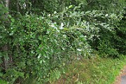 IMG_7297s