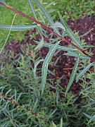IMG_2968