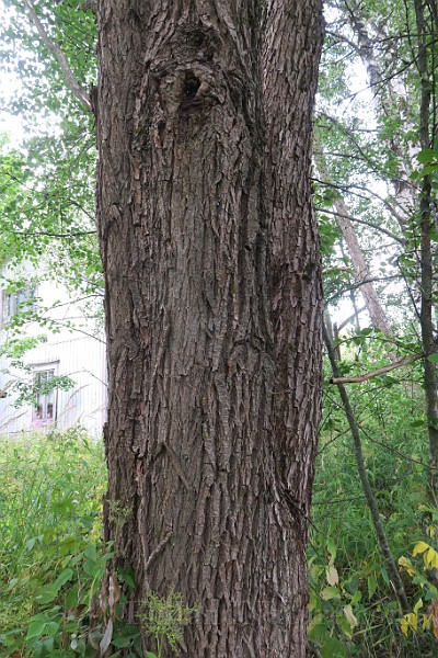IMG_7272.JPG