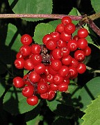 IMG_2786
