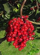 IMG_3241
