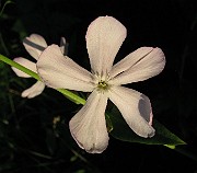 IMG_4788