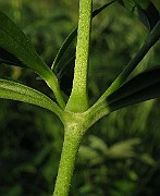 IMG_4789