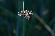 IMG_1106