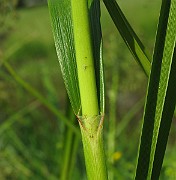 IMG_3749
