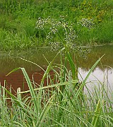 IMG_6390