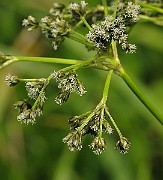 IMG_6420
