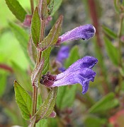 IMG_7519