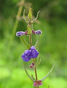 IMG_7521