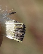IMG_0915