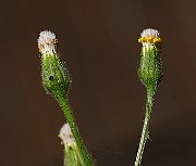 IMG_1657