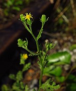 IMG_1767