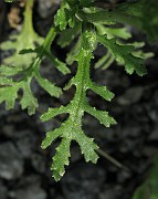 IMG_3436