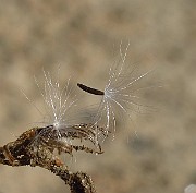 IMG_3958