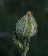 IMG_3730