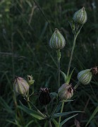 IMG_3731