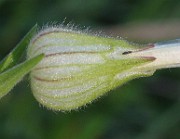 IMG_3734