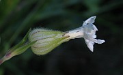 IMG_3735
