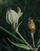 IMG_3736