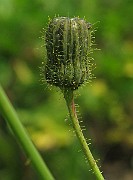 IMG_3377