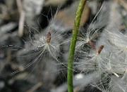 IMG_3425