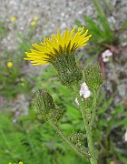 IMG_3901