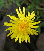 IMG_4488