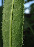 IMG_4506