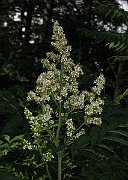 IMG_2811