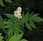IMG_3893