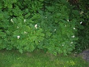 IMG_3899
