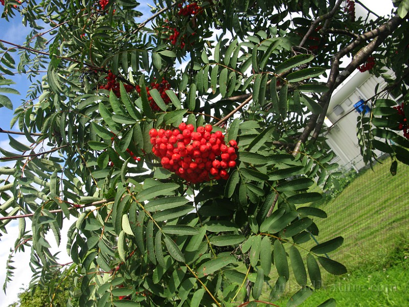 IMG_6499.JPG
