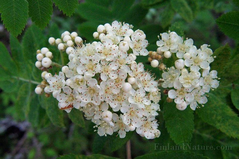 WildFlower18.jpg