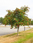IMG_6989