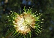 IMG_4447