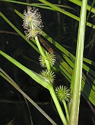 IMG_4584