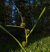 IMG_6452