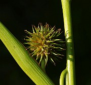IMG_6453
