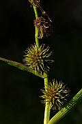 IMG_6454