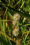 IMG_6455