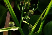 IMG_1019