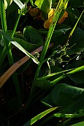 IMG_1021