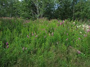 IMG_7905