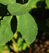 IMG_1576
