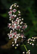 IMG_3521