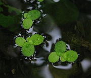 IMG_3003