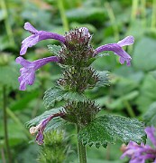 IMG_2973
