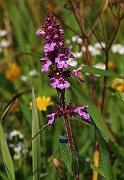 IMG_6492