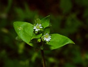 IMG_6408