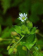 IMG_6415